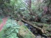 Wildbach